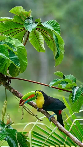 Keel-billed toucan in Costa Rica