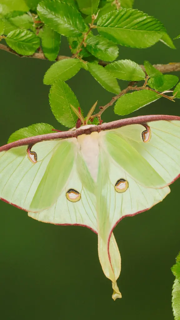 Luna moth resting on cedar elm, New Braunfels, Texas, United States
