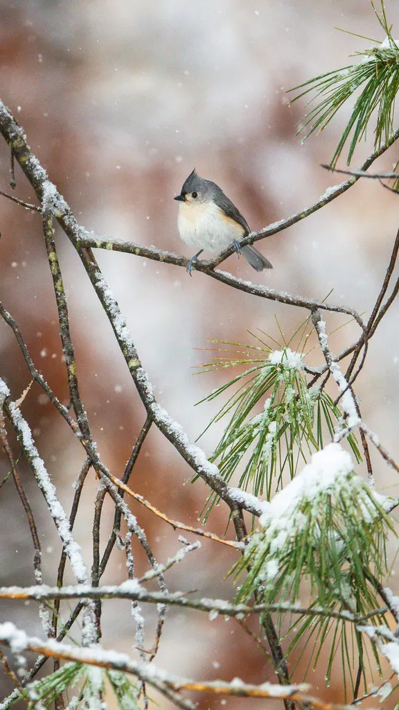 Tufted titmouse perched on pine boughs, Massachusetts, United States