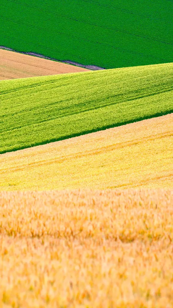 美しい黄金色の小麦畑