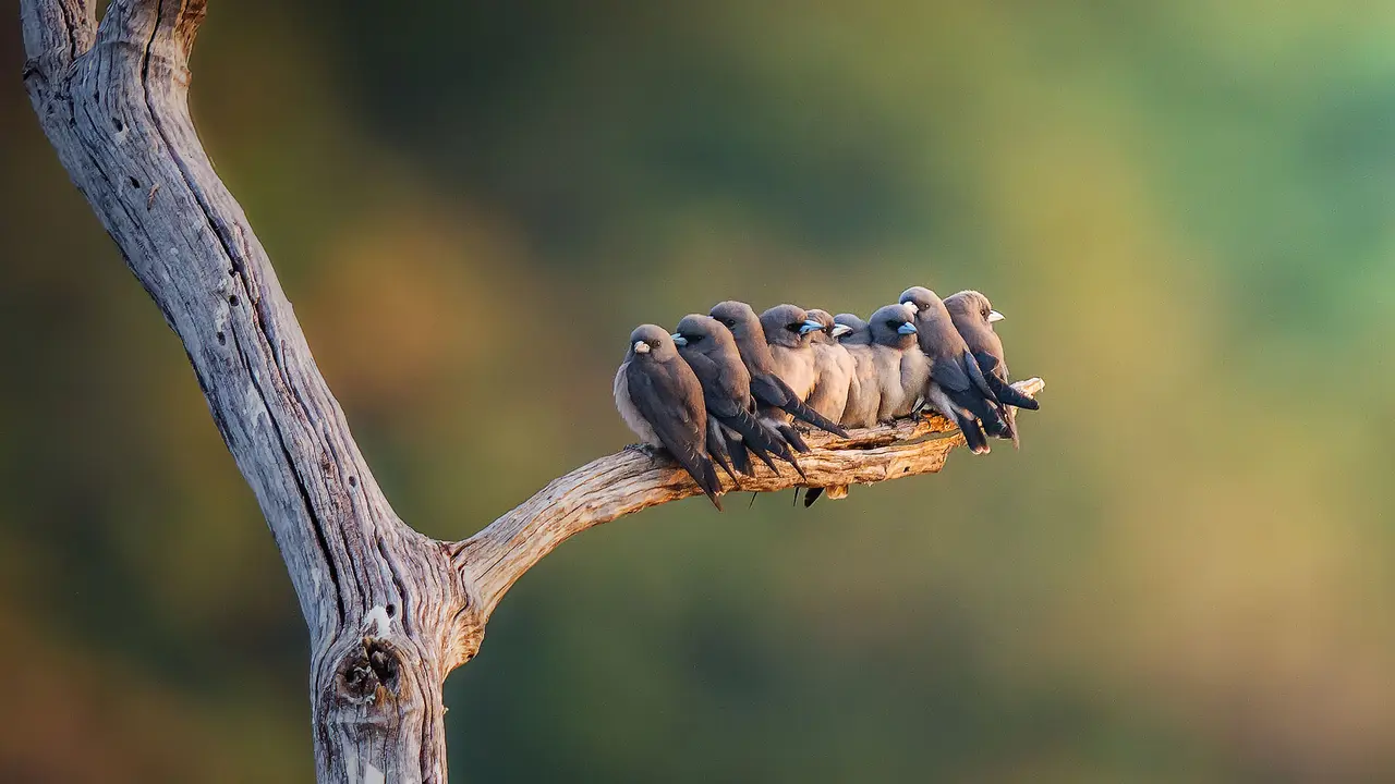 Family of ashy woodswallows perched on a branch in Thailand
