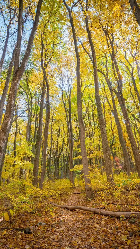 Shenandoah National Park, Virginia, United States