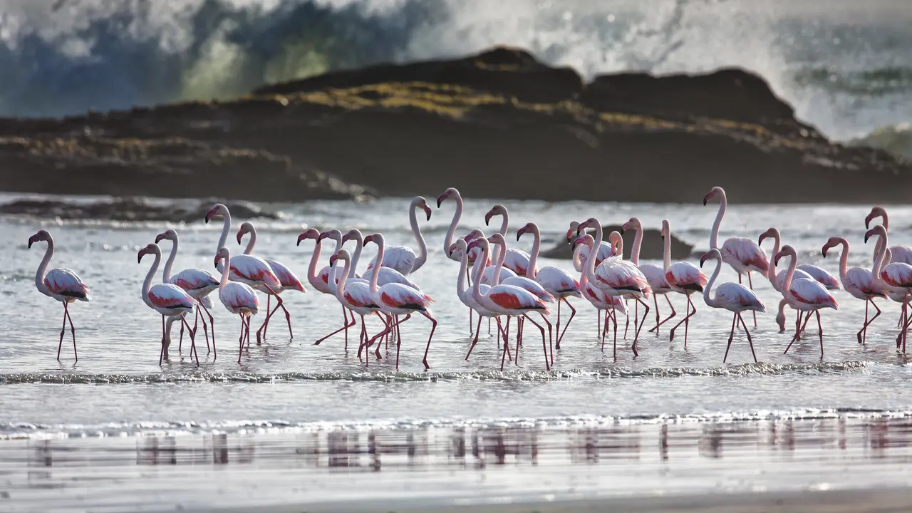Greater flamingos, L&uuml;deritz, Namibia