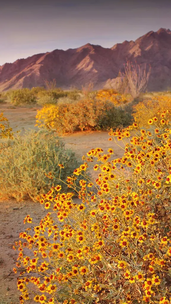 春に咲くブリトルブッシュ