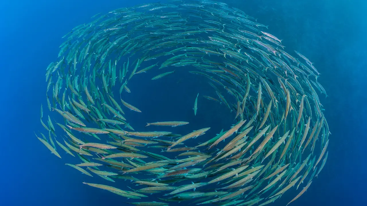 School of blackfin barracuda, Shark Reef, Ras Mohammed National Park, Sinai Peninsula, Egypt