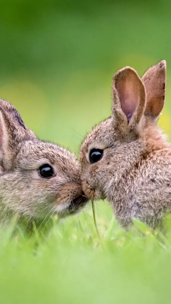 复活节兔子要来了