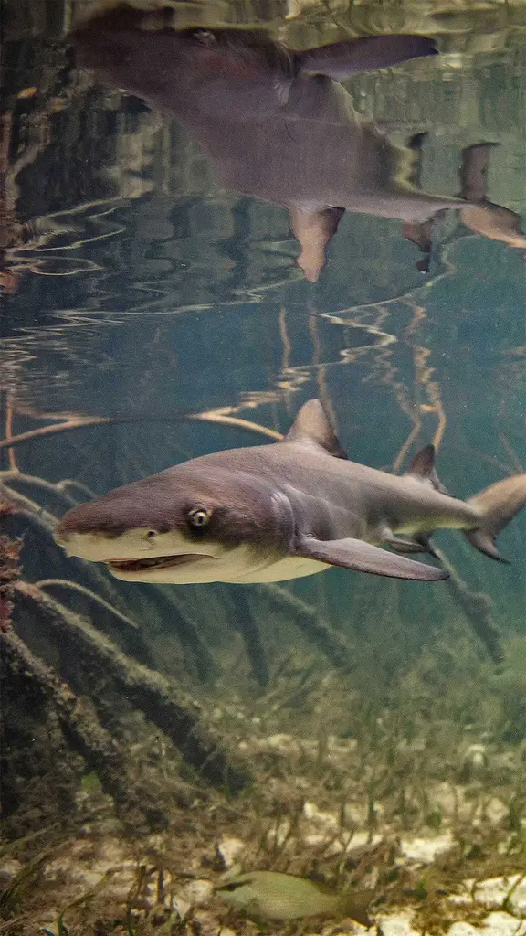 自由自在的柠檬鲨