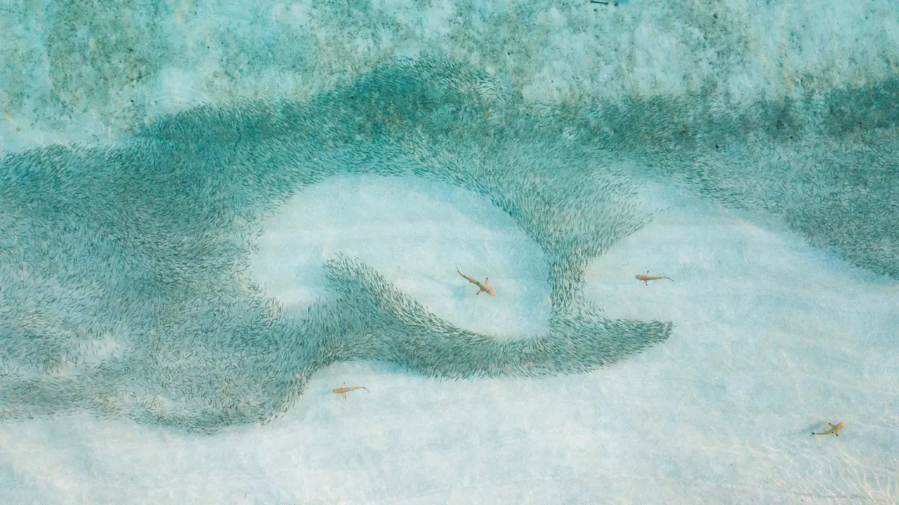 Um arrepio de tubar&otilde;es na ca&ccedil;a