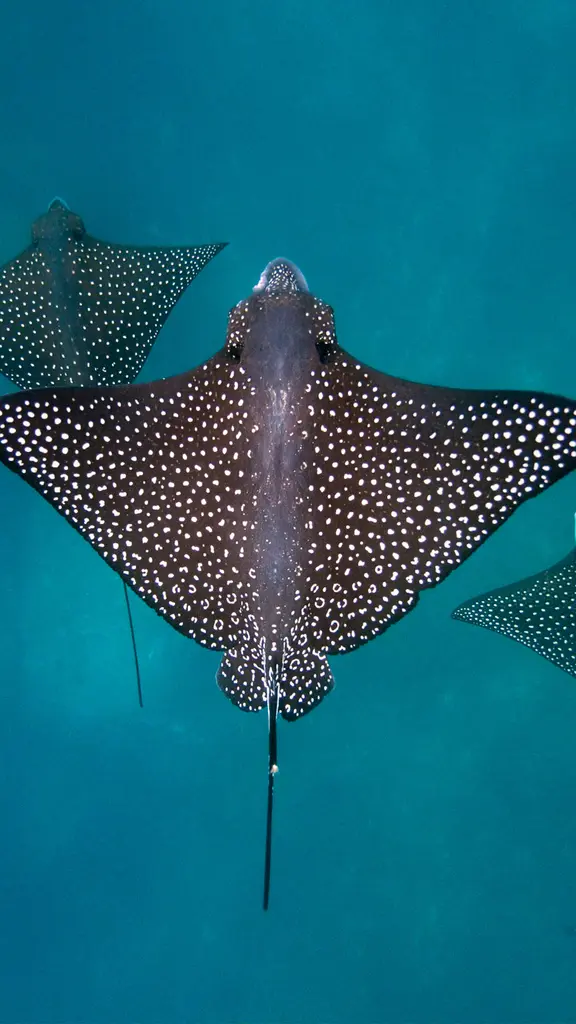Spotted eagle rays, San Crist&oacute;bal Island, Gal&aacute;pagos Islands, Ecuador