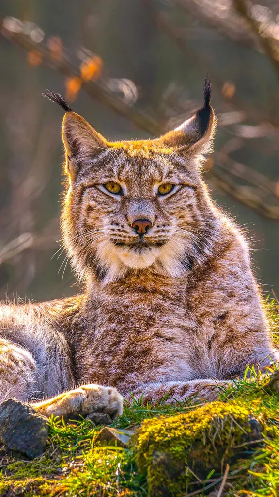 Eurasian lynx, Siberia